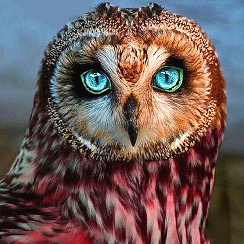 

5D Diy Daimond Painting Cross-stitch "Owl Face" 3D Diamond Mosaic Full Round Rhinestones Paintings Embroidery Animal Home Decor