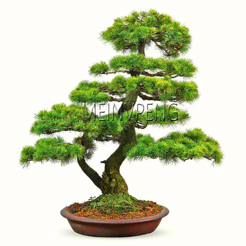 2018!black Pine Tree Bonsai Potted Landscape Japanese ...