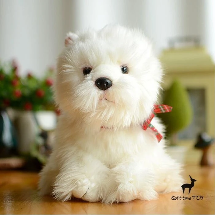 West Highland White Terrier Terrier Ivor The Fluffy Westie Soft