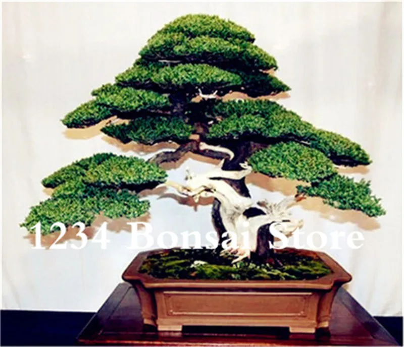 Genuine! 50 Pcs Juniper bonsai tree potted flowers office bonsai purify the air absorb harmful gases juniper garden seedsplants Genuine! 50 Pcs Juniper bonsai tree potted flowers office bonsai purify the air absorb harmful gases juniper garden seedsplants