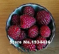 Free Shipping 4000 Pcs Raspberry Bonsai Mixed Colors Super Big Raspberry Fruit For Flower Pots Planter Home Garden Bonsai Plants Free Shipping 4000 Pcs Raspberry Bonsai Mixed Colors Super Big Raspberry Fruit For Flower Pots Planter Home Garden Bonsai Plants