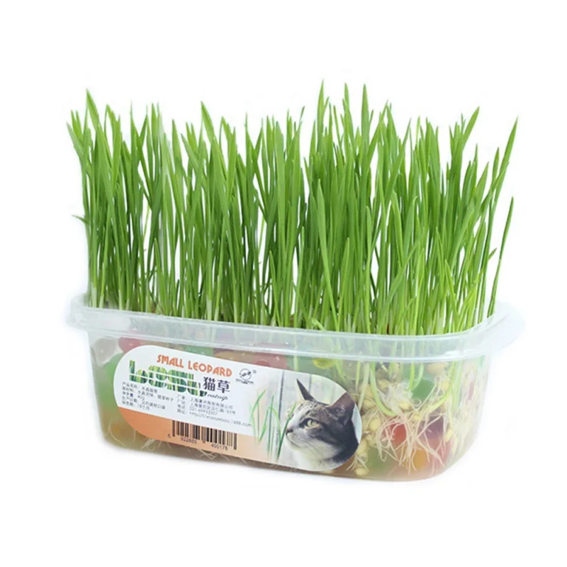 

Cat Grass Growing Kit With Crystal Mud Balls Special Cat Healthy Treats Grass Seeds Pet Snacks Treatment Indoor