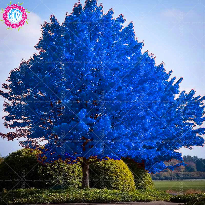 

20 Pcs/Pack New Arrival Bonsai Bule Japanese Maple Beautiful Plants gaint maple Tree flores Bonsai Home Garden Decor DIY Plants