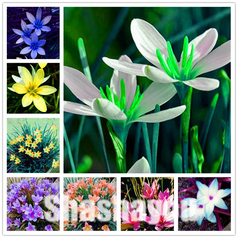 

Sale! 100 pcs Zephyranthes Candida Bonsai (onion Orchid ) Mini Zephyr Lily Planting Balcony Indoor Flower Plant for Home Garden