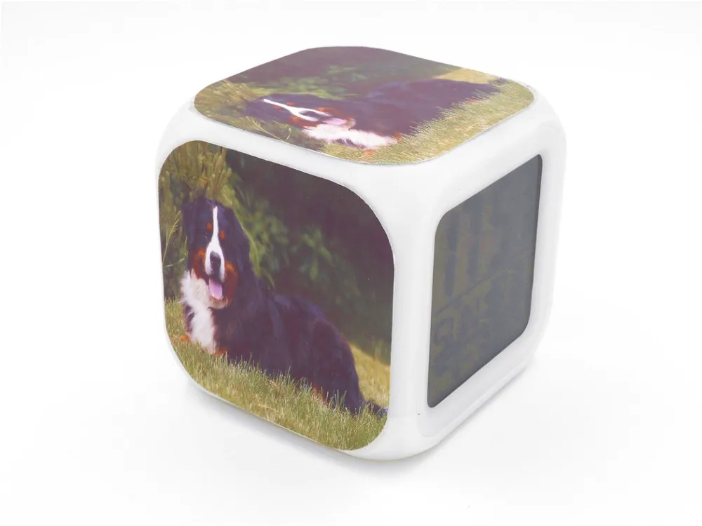 Bernese Mountain Dog Led Alarm Clock  4