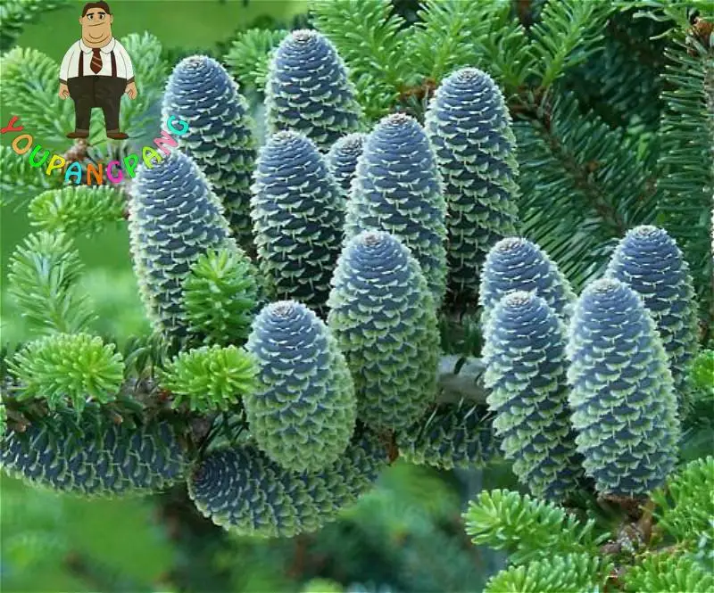 30Pcs Pine bonsai Garden Rare Spruce Picea giant Plants Tree Potted Bonsai Flowers planting home garden