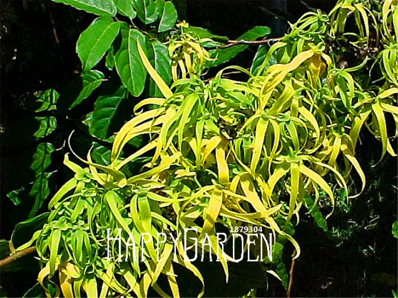 100 Pieces/Pack Loss Promotion!Cananga odorata, Ylang Ylang Tree