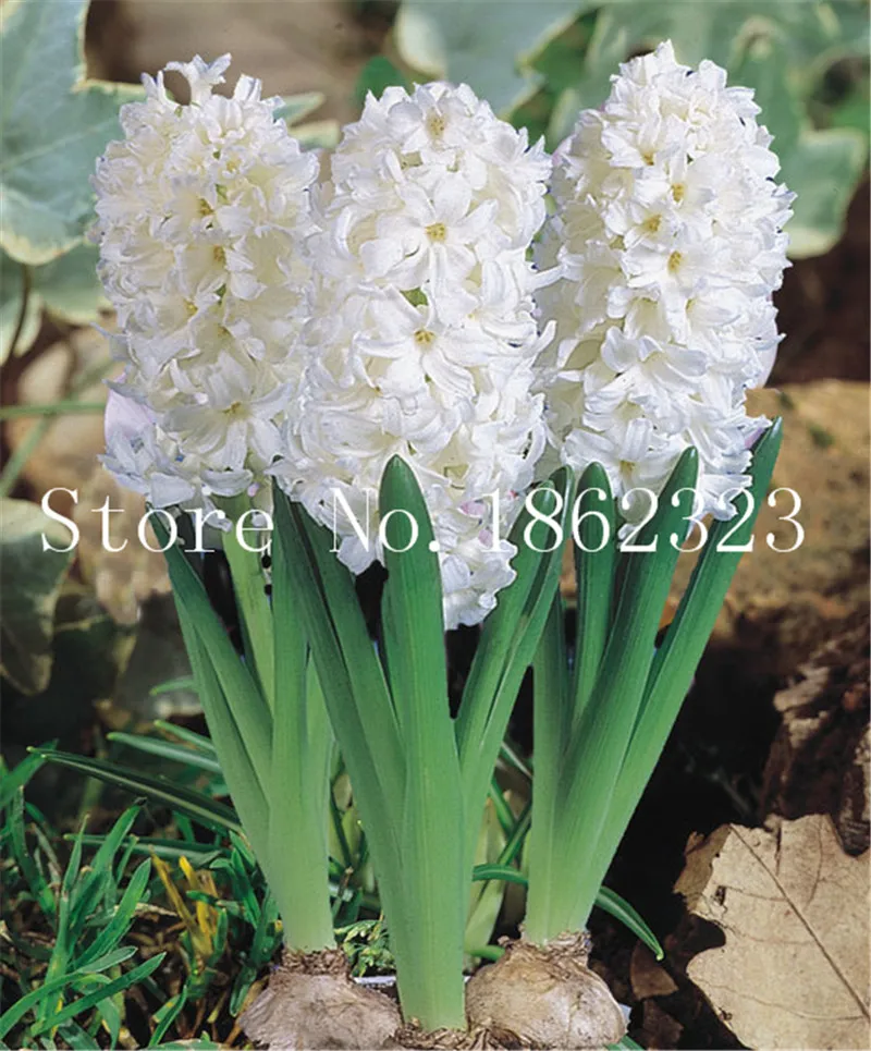 100/pcs Hyacinth Bonsai, Perennial Hyacinth potted flower, Indoor Plant Easy Grow In Pots, Bonsai plant flower for home garden 100/pcs Hyacinth Bonsai, Perennial Hyacinth potted flower, Indoor Plant Easy Grow In Pots, Bonsai plant flower for home garden