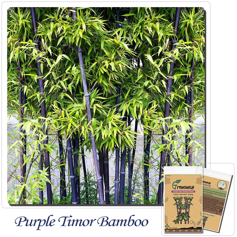 Popular Purple Bamboo PlantBuy Cheap Purple Bamboo Plant lots from
