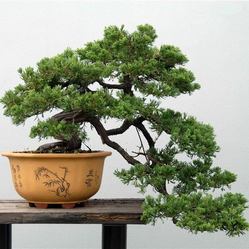 Pine Tree bonsai, Potted bonsai Pinus Landscape bonsai For Home&Garden,Teach you how to grow 20pcs/pack Pine Tree bonsai, Potted bonsai Pinus Landscape bonsai For Home&Garden,Teach you how to grow 20pcs/pack