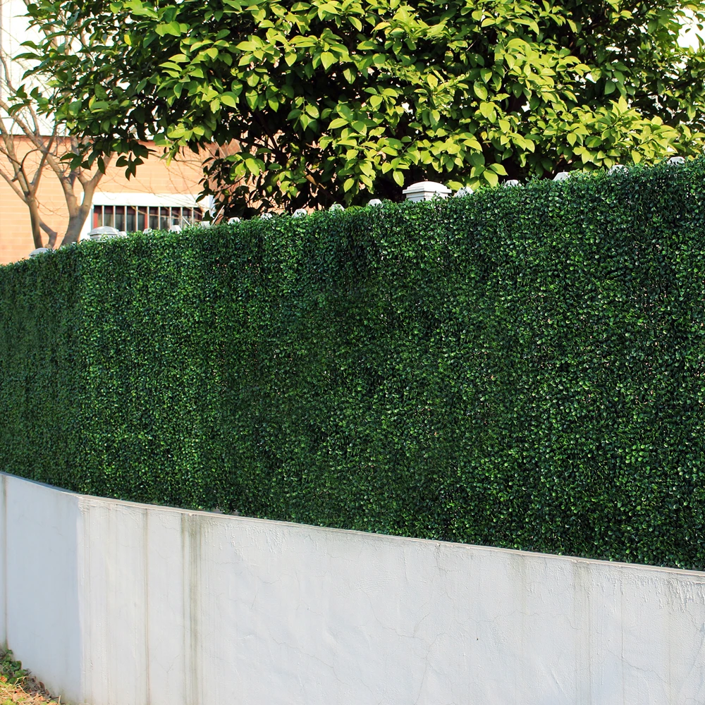 boxwood hedge boxwood hedge
