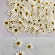 60 шт прессованный высушенный белый Pericallis гибрида цветок гербарий из растений для ювелирных изделий открытка с пригласительным билетом чехол для телефона Закладка DIY