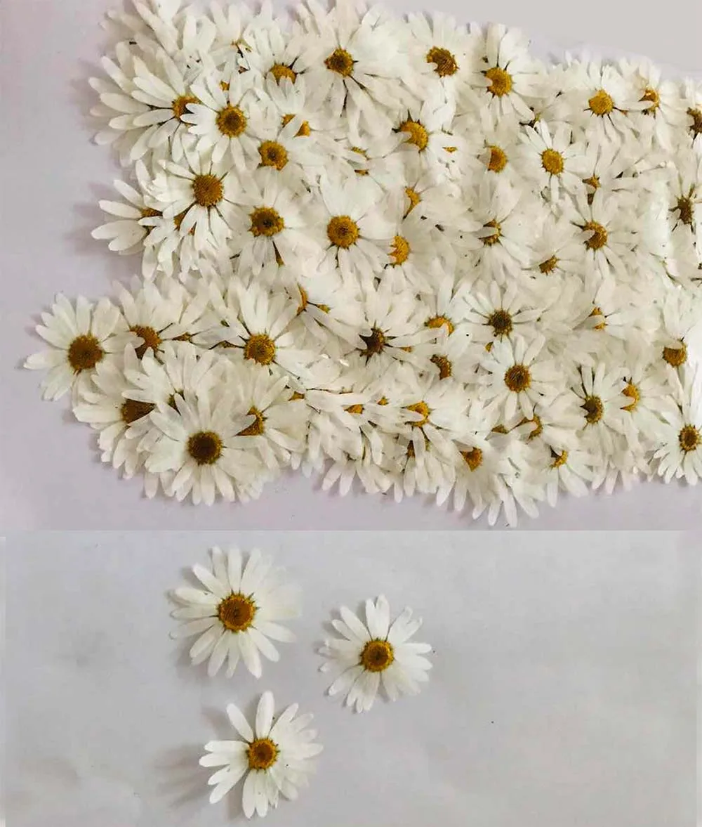 

60pcs Pressed Dried White Pericallis Hybrida Flower Plant Herbarium For Jewelry Postcard Invitation Card Phone Case Bookmark DIY