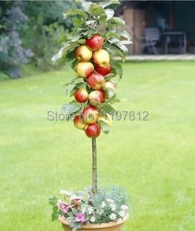 

2014 new bonsai Free Shipping 100 pcs apple bonsai big and dilicious apple very easy growing Bonsai Free Shipping