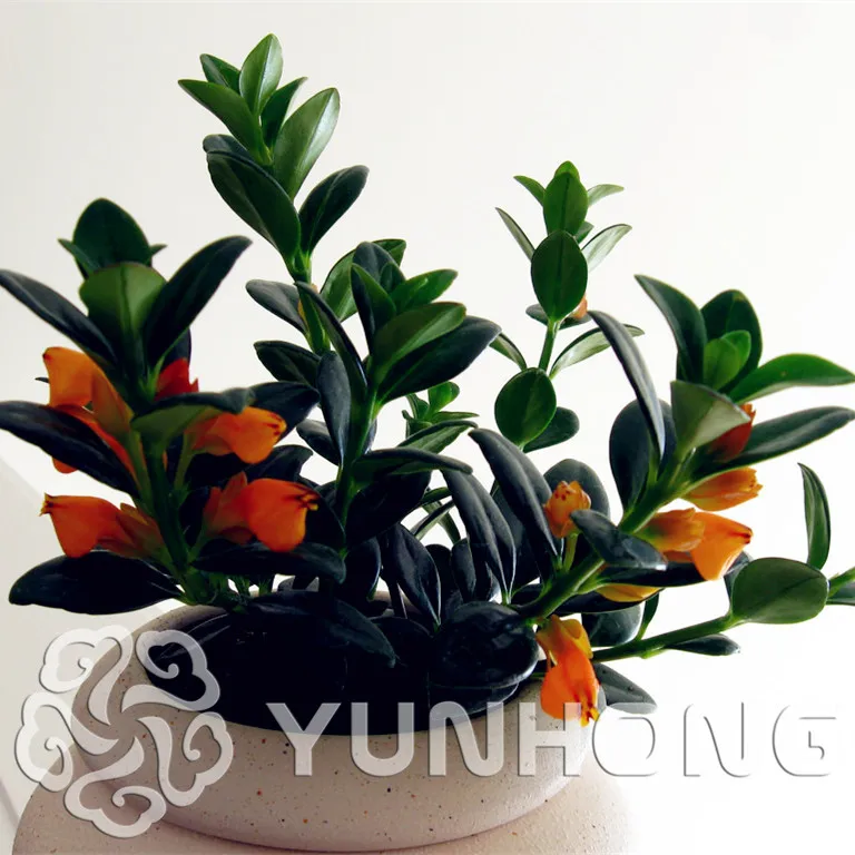 

Big Promotion!50pcs Goldfish Chlorophytum Bonsai Absorb Formaldehyde Perennial Potted Plants Indoor Plants Air purification