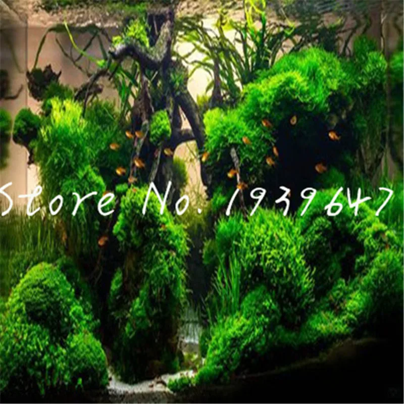 1000 Pcs/bag Hot Pellia Java Fish Tank Aquatic bonsai For Live Fish Moss Fern Aquarium Plant Landscape Decoration Ornament grass