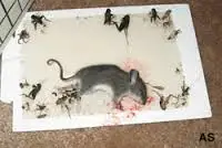 10Pcs High Quality Mouse Rat Board Sticky Rat Glue Trap Mouse Glue Board Rodent Mice Catcher Trap Non-toxic Pest Control Reject 10Pcs High Quality Mouse Rat Board Sticky Rat Glue Trap Mouse Glue Board Rodent Mice Catcher Trap Non-toxic Pest Control Reject