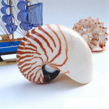 

7-10 cm Rare Natural Conch Famous Nautilus Pompiplius Conch Aquarium Ornaments Sea Snail Exhibition Props Home Wedding Decor