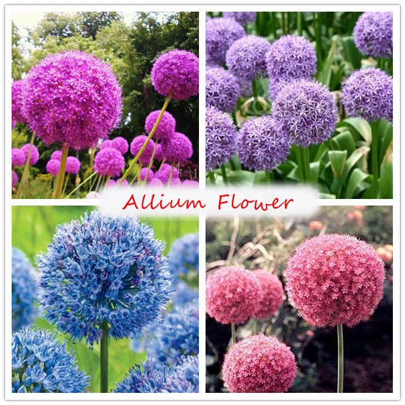 50pcs Mix Color Allium Seeds Organic Allium Flower Seeds