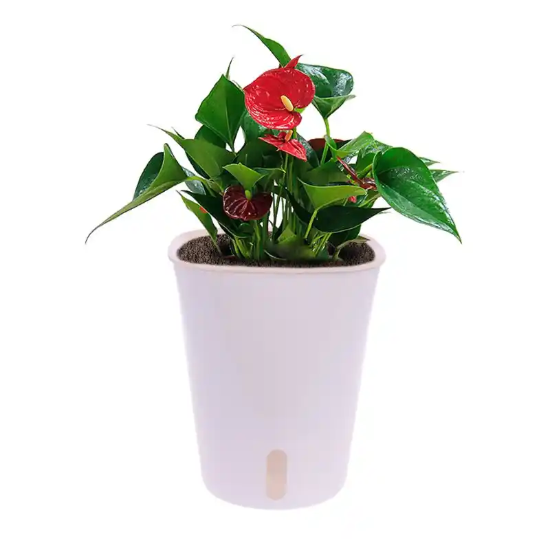 Maceta Para Interior Maceta Para Flor De Autoriego Decoracion Para El Hogar Jardin Y Balcon Macetas Y Jardineras Aliexpress