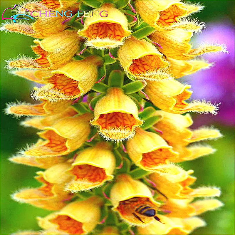 Foxglove Flower Seeds 100 Seeds For Garden Planting Foxglove Flower Seeds 100 Seeds For Garden Planting