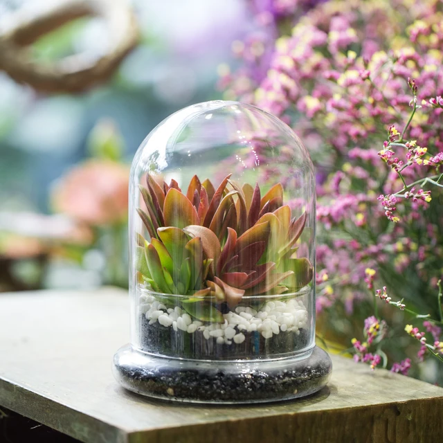 Cloche en verre avec plateau en bois, 15 cm de diamètre, Verre