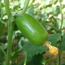 

2018 Direct Selling New Summer Aquarius Excluded Very Easy Mini Sementes bonsai Home Golden Boy Bonsais 10pcs Vegetable Bonsai