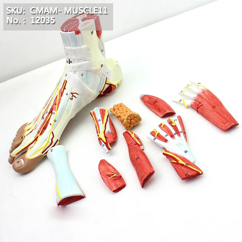CMAM/12035 Muscles of Foot with Main Vessels and Nerves, Plastic Human Body Muscle Teaching