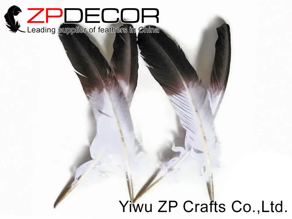 Eagle Feathers, 6 Pieces - WHITE Tom Turkey Rounds  Eagle Brown Tipped Feathers