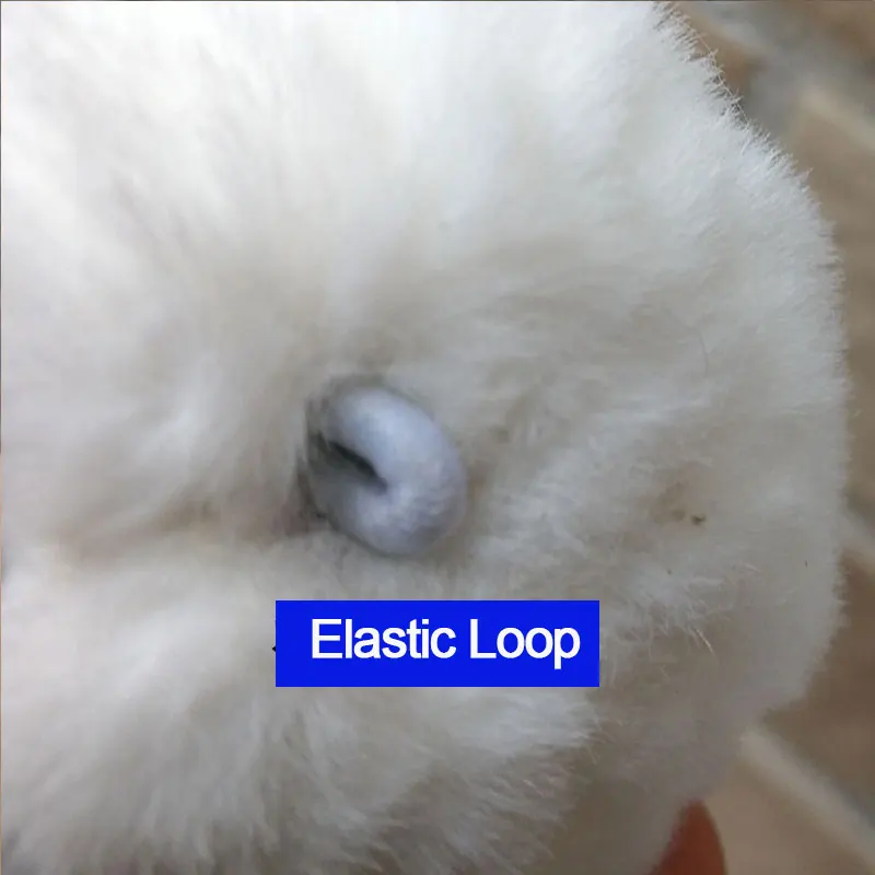 elastic-loop