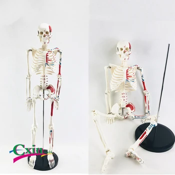 

85CM human bones with half of the muscles start and stop model mark digital medical teaching