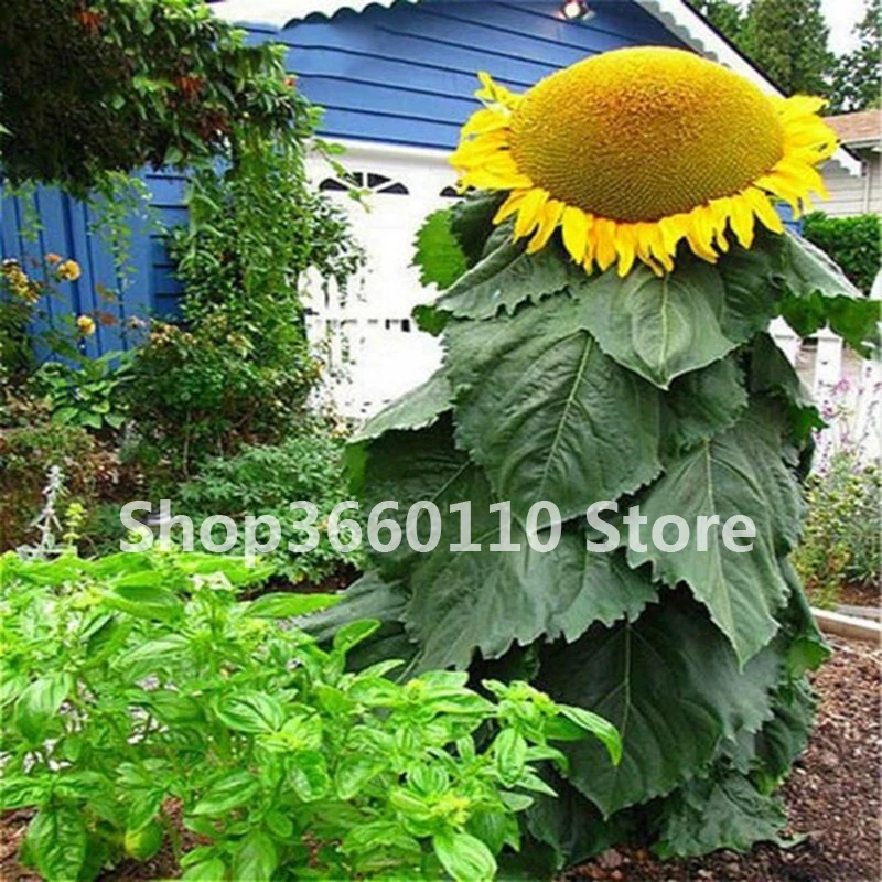 

rare giant big sunflower bonsai black sunflower russian sunflower flower plants for home garden