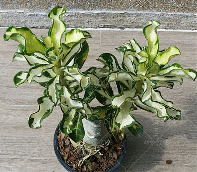 

100% True Adenium Obesum Bonsai Exotic Desert Rose Flowers Balcony Desert-Rose Bonsai MultiColor Petals Succulents Tree 1 Pcs