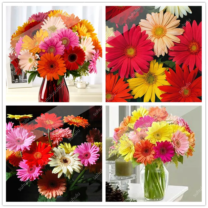 

Sale! 100 Pcs Mixed Colors Gerbera Bonsai Indoor Bonsai Plant Flower Bonsai Family Perennial Garden Chrysanthemum Easy To Grow