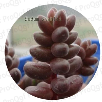 

Prodgf 3Pcs A Set Sedum Adolphii Album Allantoides