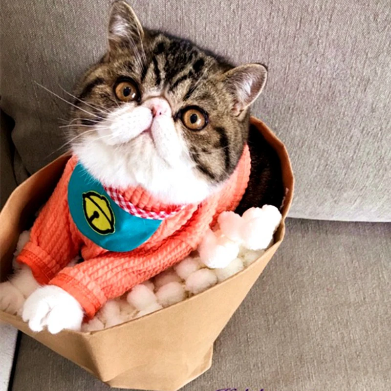 

[MPK Cat Sweaters] New Design SWD Cat Sweater, Dog Sweater, Pet Sweater, Pet Winter Wear