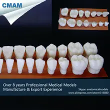 CMAM-DT108 Expansion 4x Times Human Dental28pcs Tooth Model