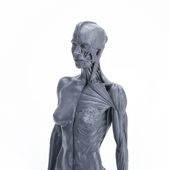 

Natural Resin 30cm Human Female Artwork Model Medical Muscle Anatomical/Anatomy Structure Model Artist Drawing White Gray Gold