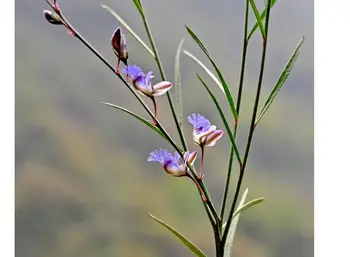 

Prodgf 6000Pcs A Set Polygala tenuifolia