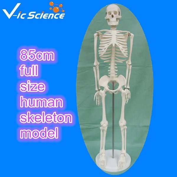 skeleton model