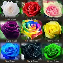 120PCS Flower Seed Holland Rose Seed Lover Gift Orange Green Rainbow RARE 23 Color To Choose DIY Home Gardening Flower