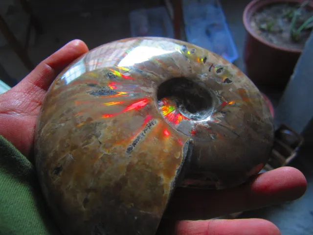 Best Price 688g(1.51 lb) Iridescent Ammonite Ammolite Specimen Fossil Madagascar BFB858