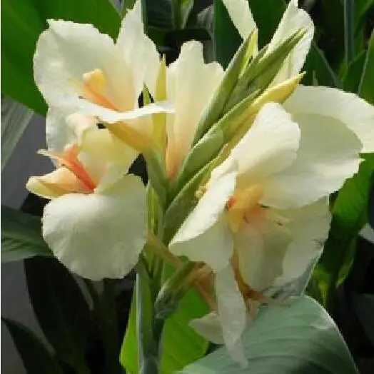 White Flowering House Plants compare prices on flowering house plants- online shopping/buy low White Flowering House Plants compare prices on flowering house plants- online shopping/buy low