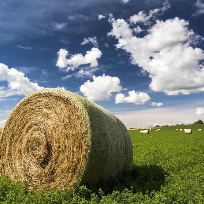 Close up of large round hay bale in an alfalfa field with clouds and blue sky; Acme  Alberta  Canada Print (38 x 24)