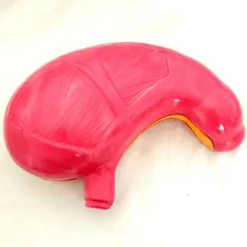

Gastric Anatomic Magnification Model Cardia and Pylorus Anatomic Model of Magnifying Stomach Physiological Anatomy Teaching Aids