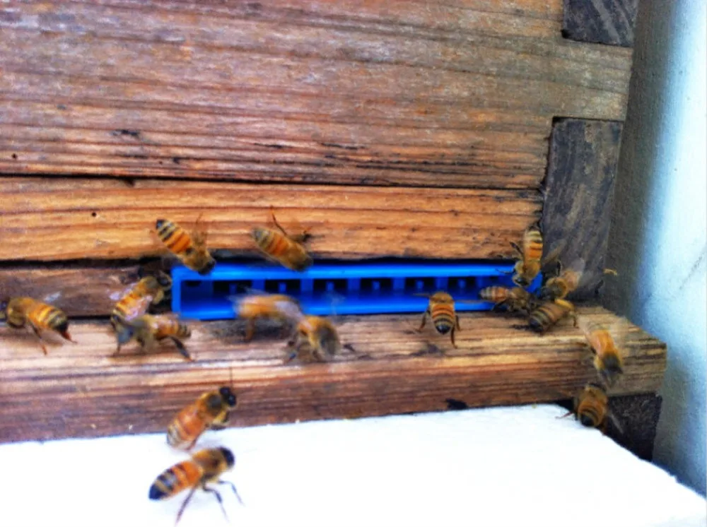 Улей гнездо двери изоляция королева пчела анти-запуск предотвратить побега пчела инструменты 84 мм* 10 мм* 15 мм