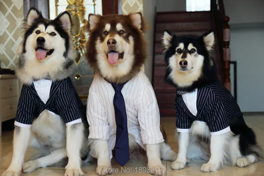 Большие Собаки Одежда Костюм бантом костюм Свадебный жакет Костюмы для золотой ретривер Ротвейлер колли тибетский мастиф