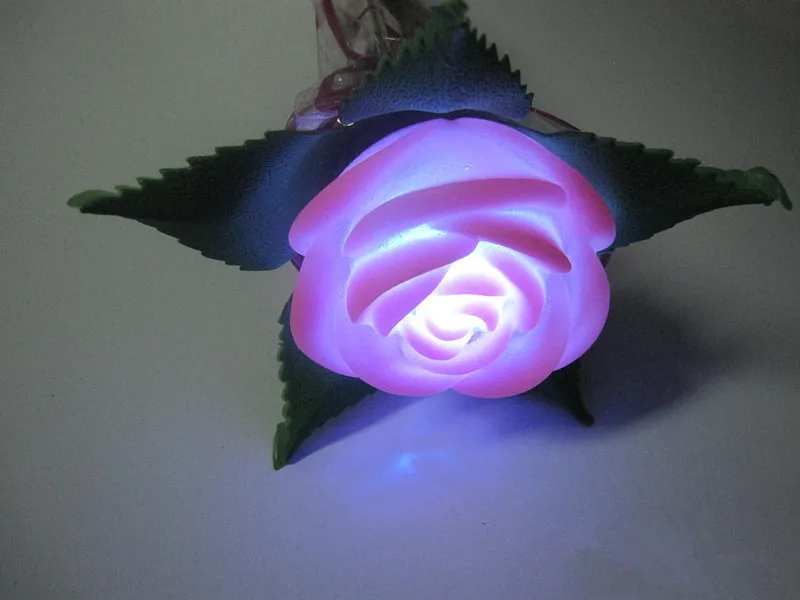 rose flower