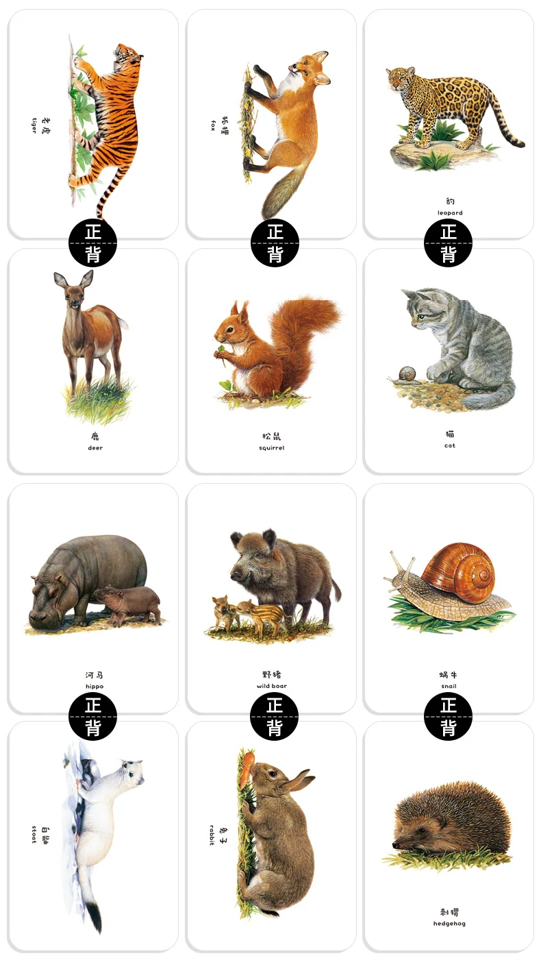 20pcs Animals Montessori Paper Cards Learn English Book Set - AliExpress