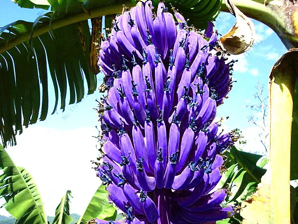 разные бананы. разноцветные бананы. банан. сорта бананов. разноцветные бананы.